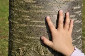 Ein Kind berührt einen Baumstamm