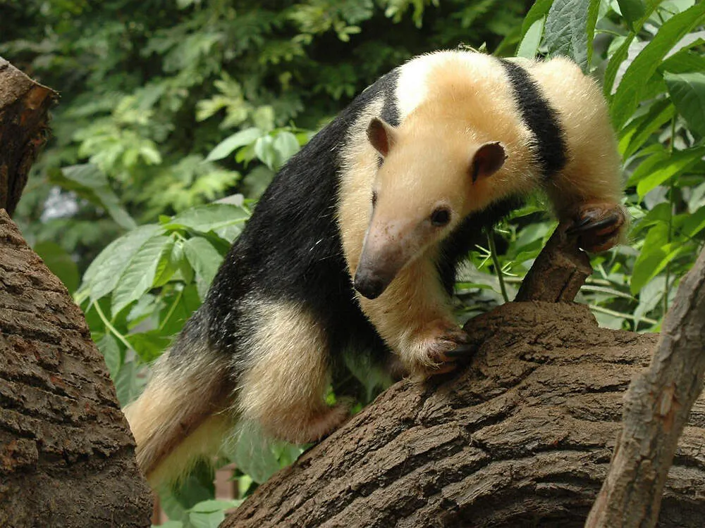 Ein Kleiner Ameisenbär (Tamandua tetradactyla straminea) klettert im Zoo Krefeld