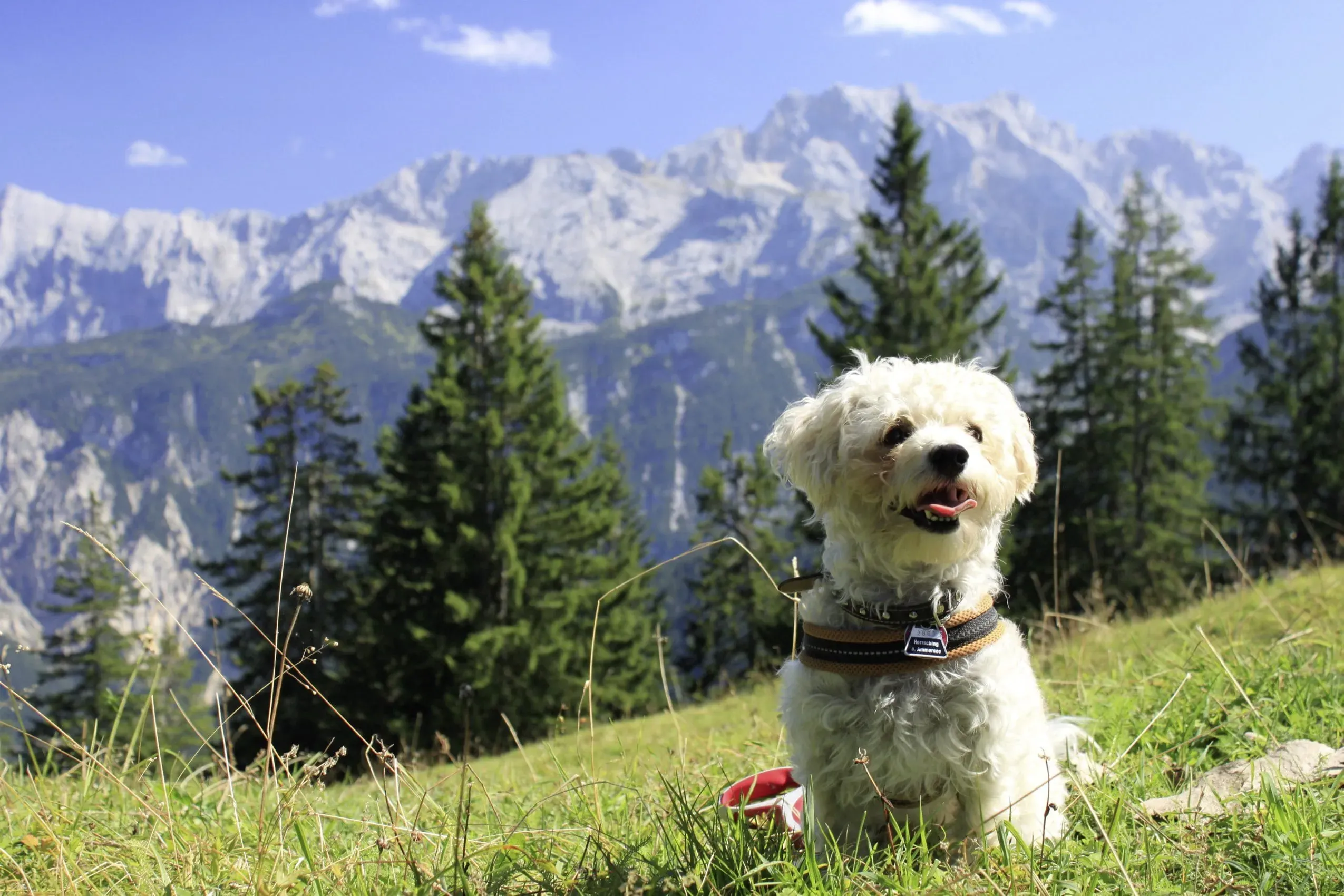 Ein kleiner, hechelnder Hund posiert vor einem atemberaubenden Bergpanorama, symbolisch für die hundefreundliche Umgebung des Romantik Alpenhotel Waxenstein.