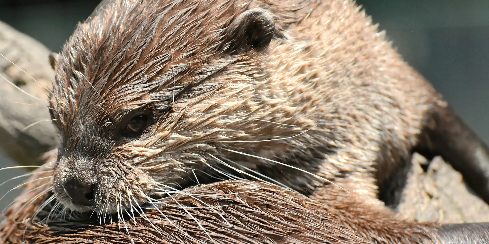 Ein kleiner Otter blickt neugierig in die Kamera, umgeben von Wasser und grüner Vegetation, symbolisch für die Wildtiernatur von Seeottern und anderen Otterarten.