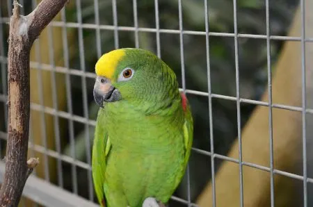 Ein kleiner Papagei sitzt in einem geräumigen Käfig, der die Haltungsbedingungen erfüllt