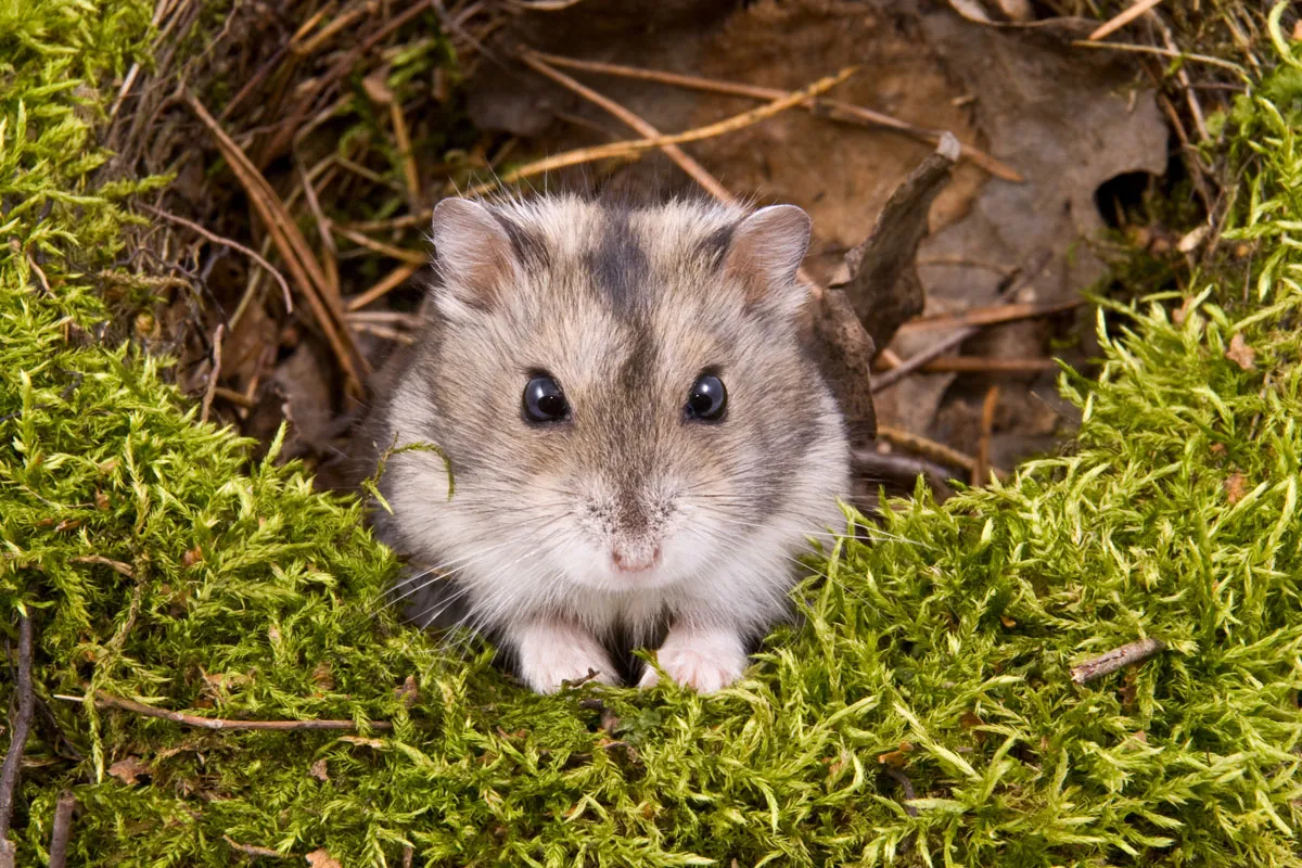 Ein kleiner, süßer Hamster, der neugierig aus seinem Käfig schaut