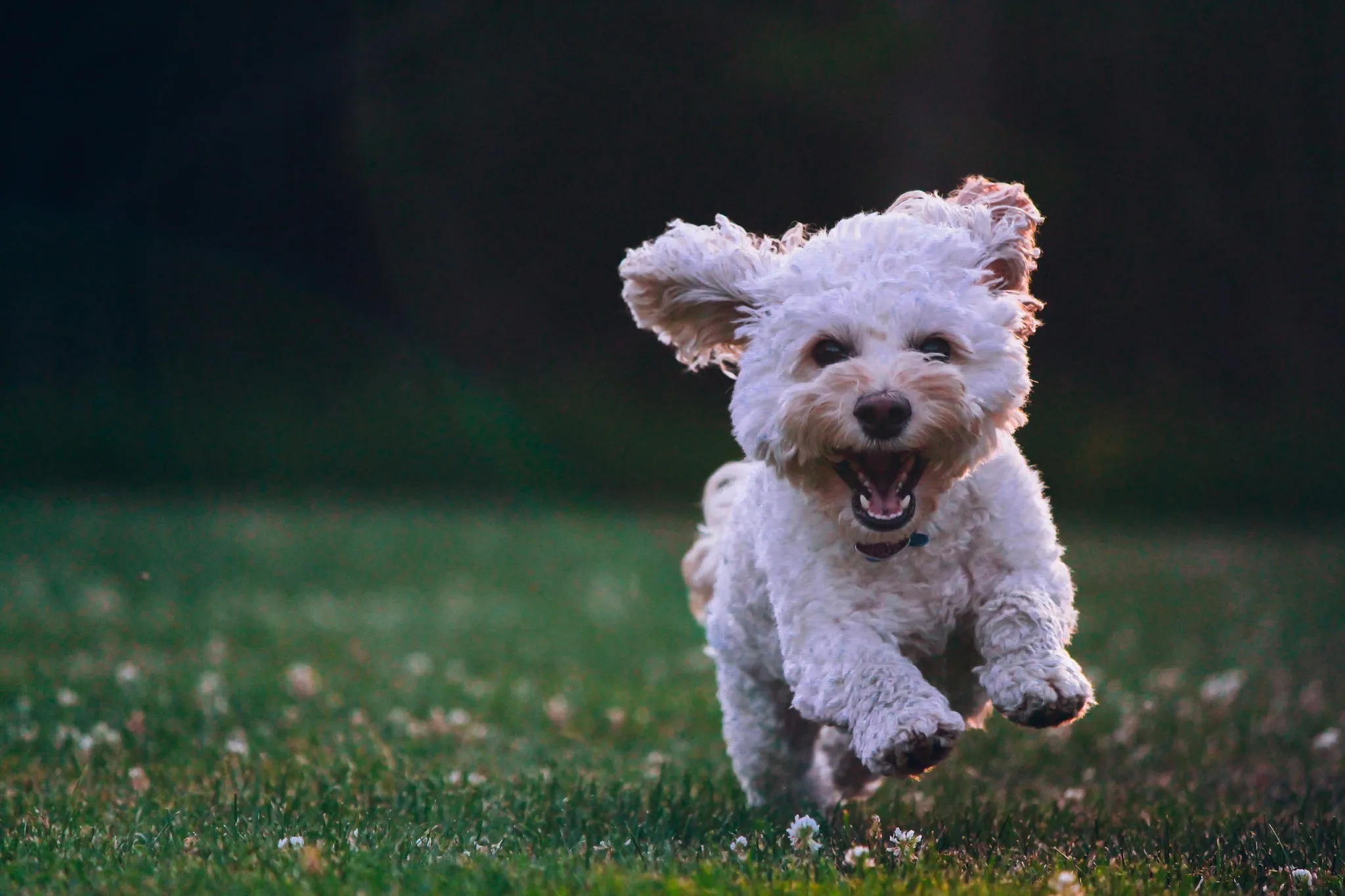 Ein kleiner süßer Hund mit lockigem, hypoallergenem Fell, der als Option für Hundeallergiker in Betracht gezogen werden kann.