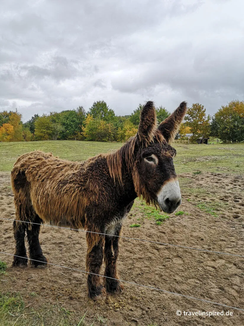 Ein knuffiger Poitou-Esel im Tierpark Arche Warder, ein Liebling bei Besuchern, die spezielle Tier-Unternehmungen suchen.