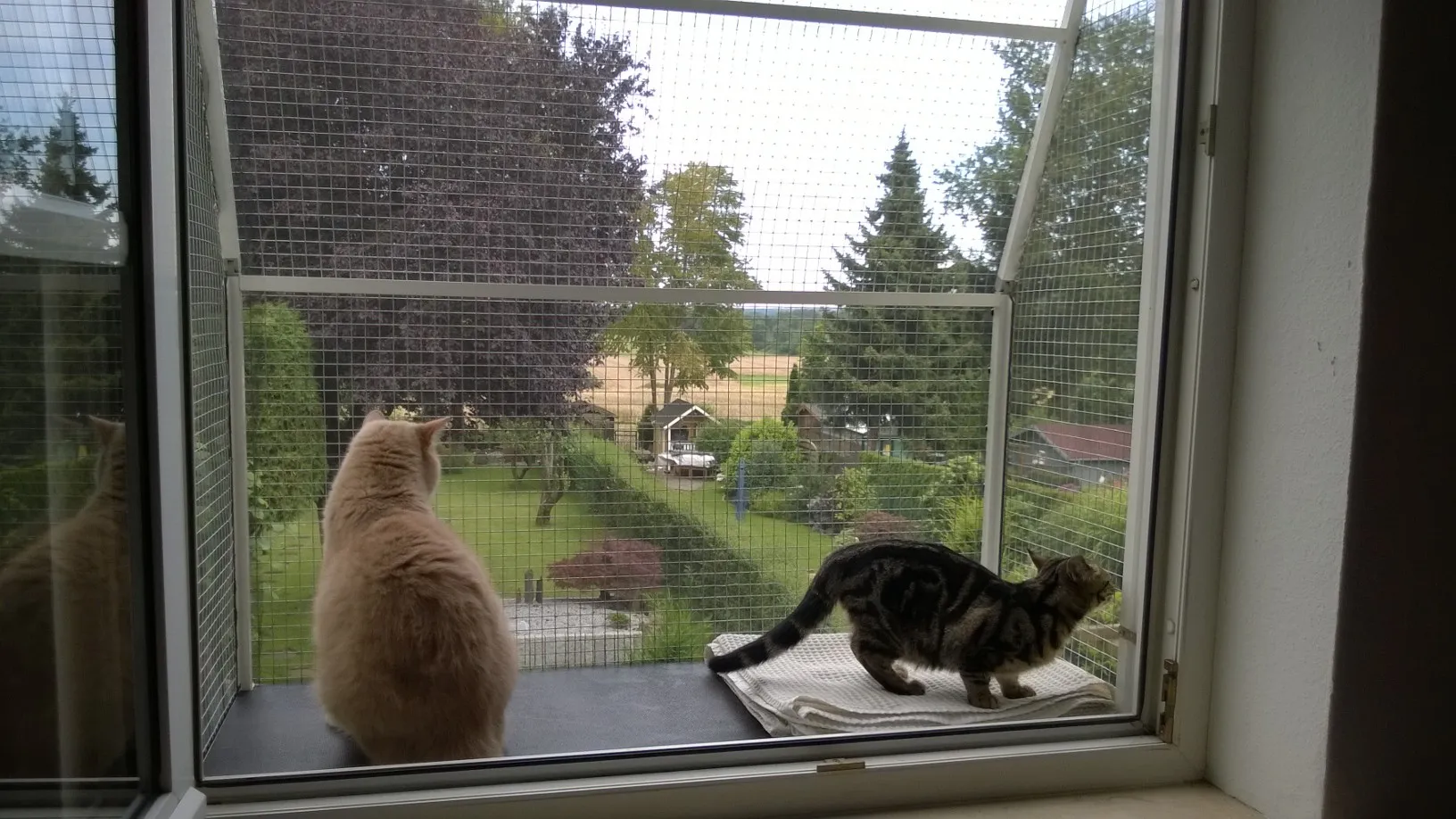 Ein komfortabler Katzenbalkon, der an ein Fenster montiert ist und Ihrer Katze eine sichere Möglichkeit bietet, die Außenwelt zu genießen.