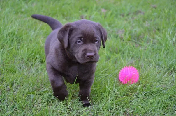 Ein Labrador Retriever liegt entspannt auf einem Sofa