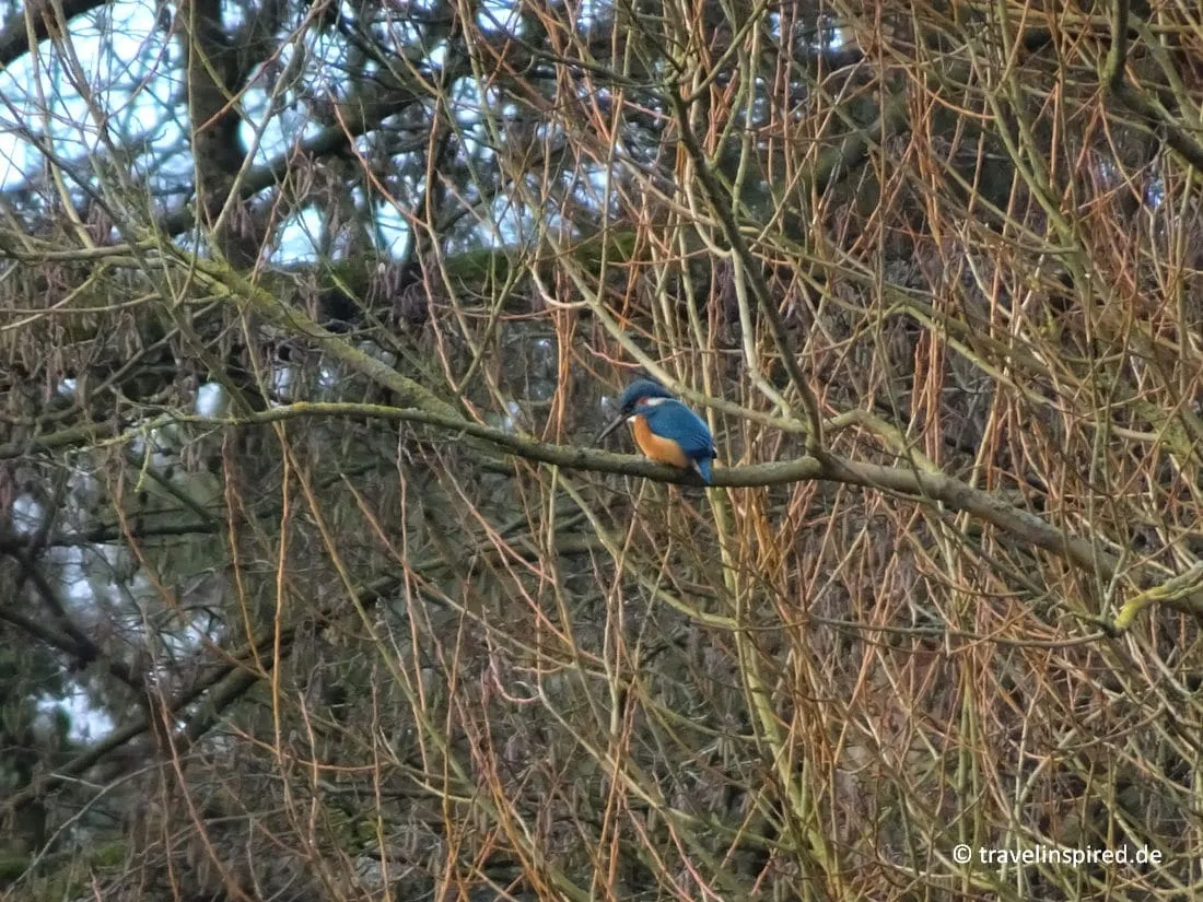 Ein leuchtend blauer Eisvogel am Rantzauer See, ein seltener Anblick für Vogelbeobachter und Naturfreunde in Schleswig-Holstein.