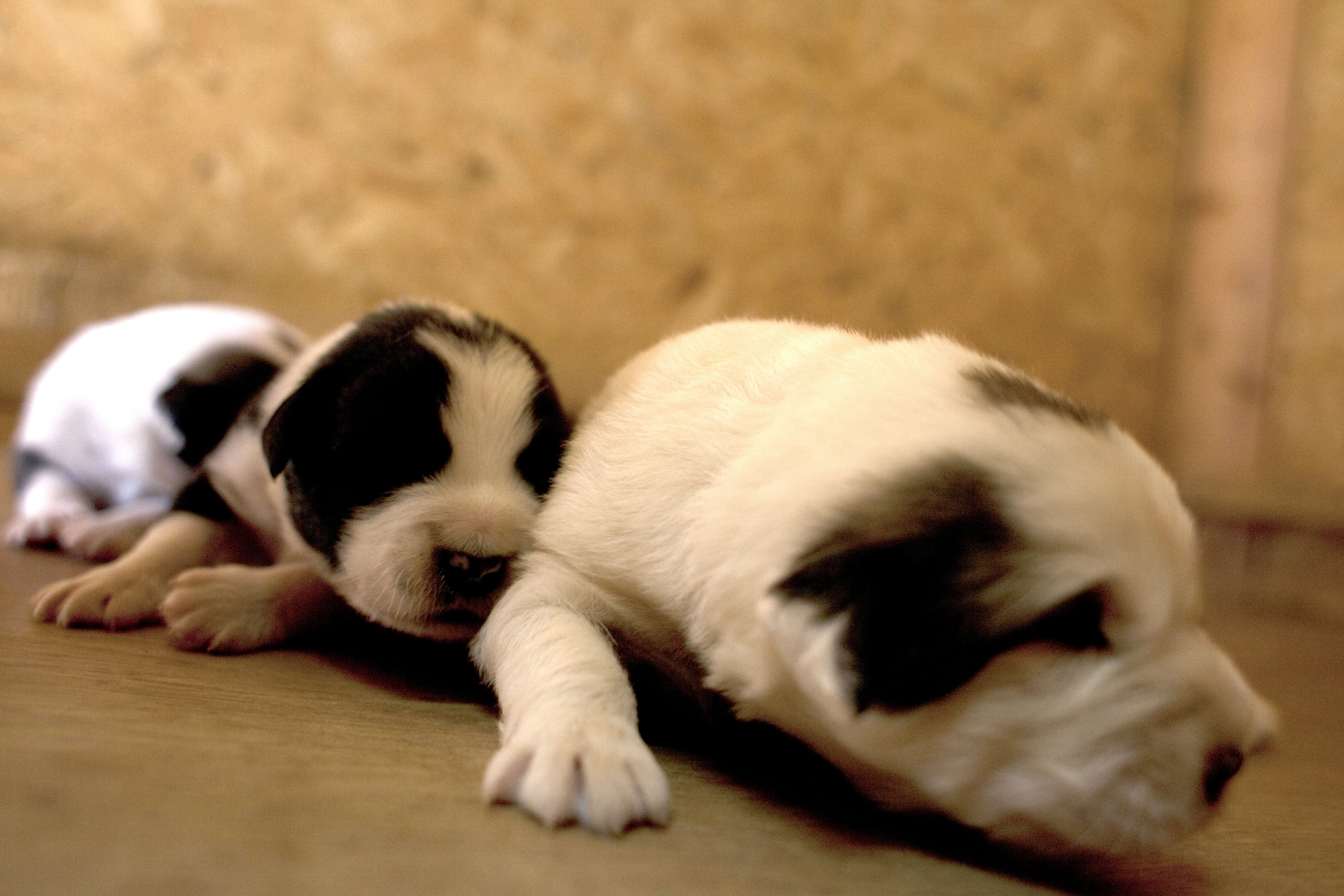 Ein majestätischer Griechischer Schäferhund, ein typischer Herdenschutzhund, wacht aufmerksam in seiner natürlichen bergigen Umgebung.