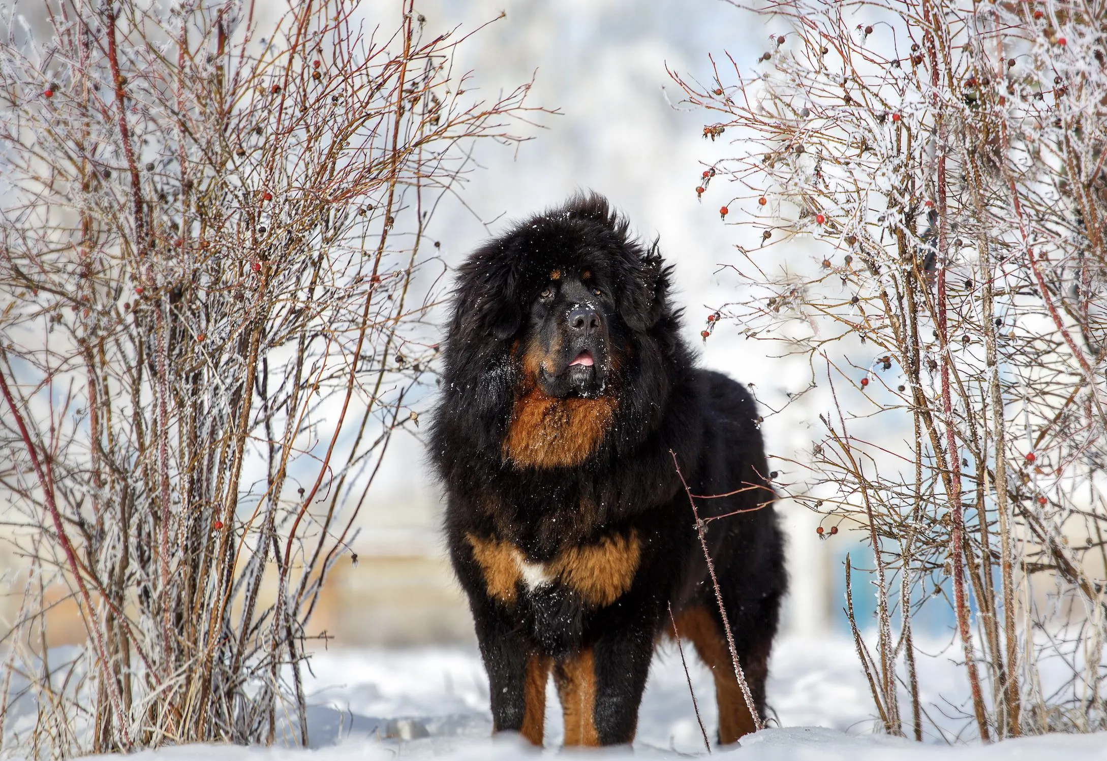 Ein majestätischer schwarz-brauner Tibet Mastiff steht im Schnee