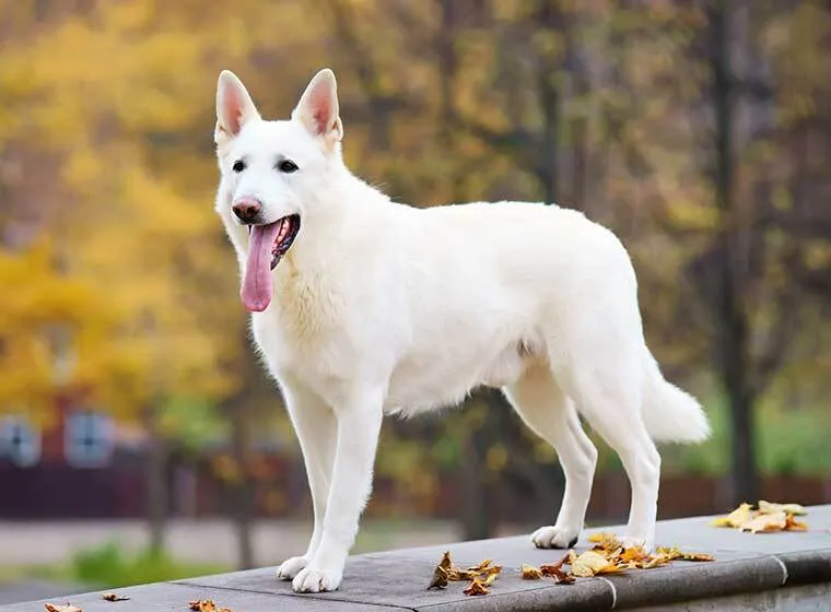 Ein majestätischer Schweizer Schäferhund mit weißem Fell und aufmerksamen Blick, der die Rassemerkmale des Berger Blanc Suisse hervorhebt.