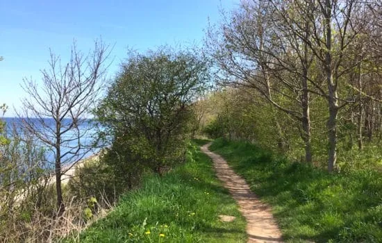 Ein malerischer Wanderweg entlang der Ostseeküste mit Bäumen und Meer