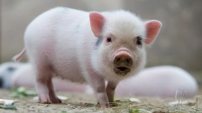 Ein Mini Schwein liegt entspannt auf dem Boden und genießt die Aufmerksamkeit seines Besitzers.