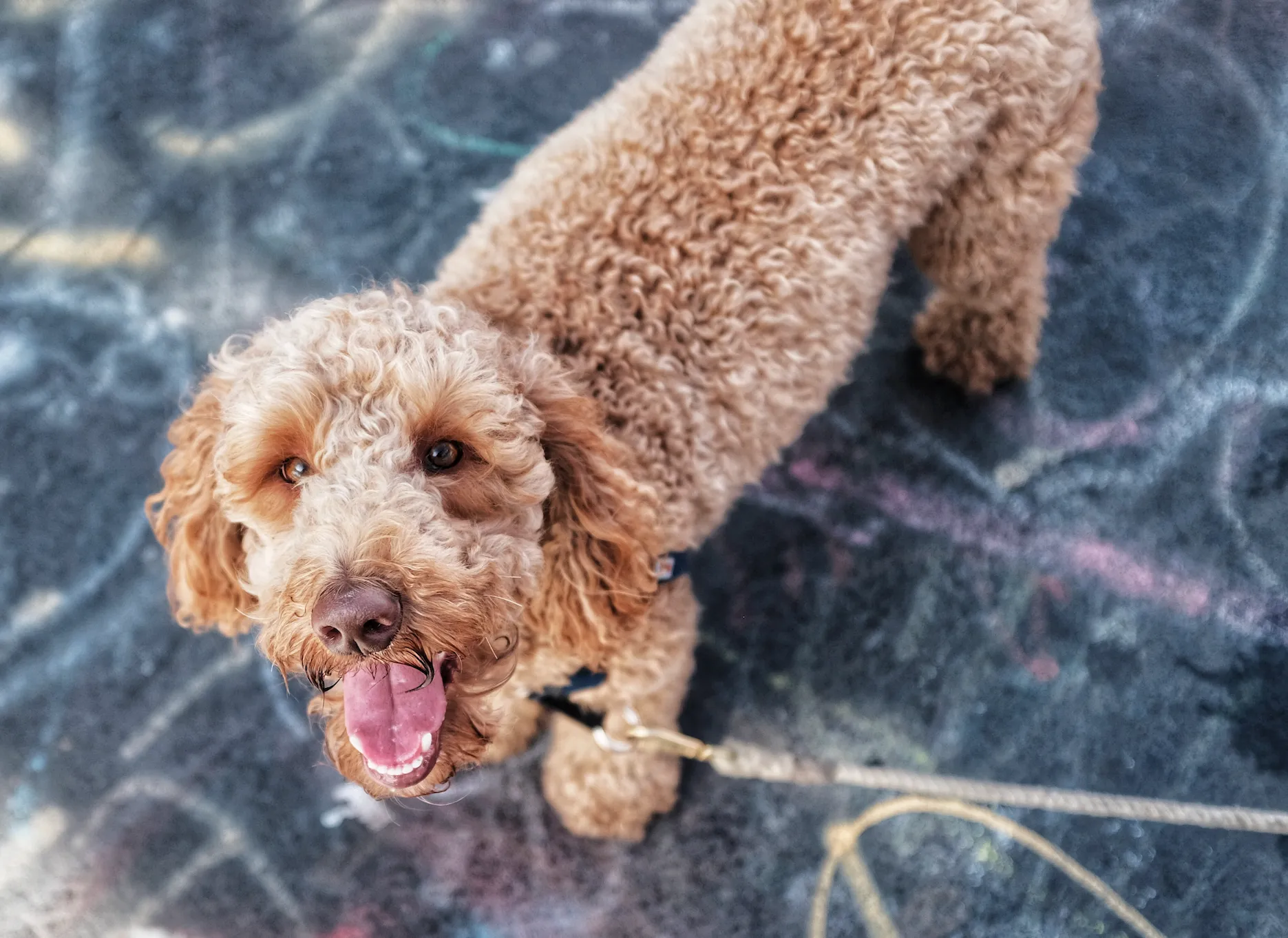 Ein Miniature Labradoodle mit lockigem, hypoallergenem Fell, ein kleiner süßer Hybridhund, der wenig haart.