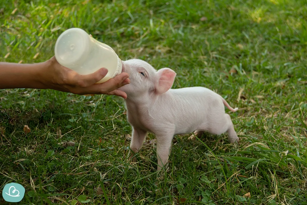 Ein Minischwein trinkt aus einer Babyflasche, gehalten von einer menschlichen Hand.
