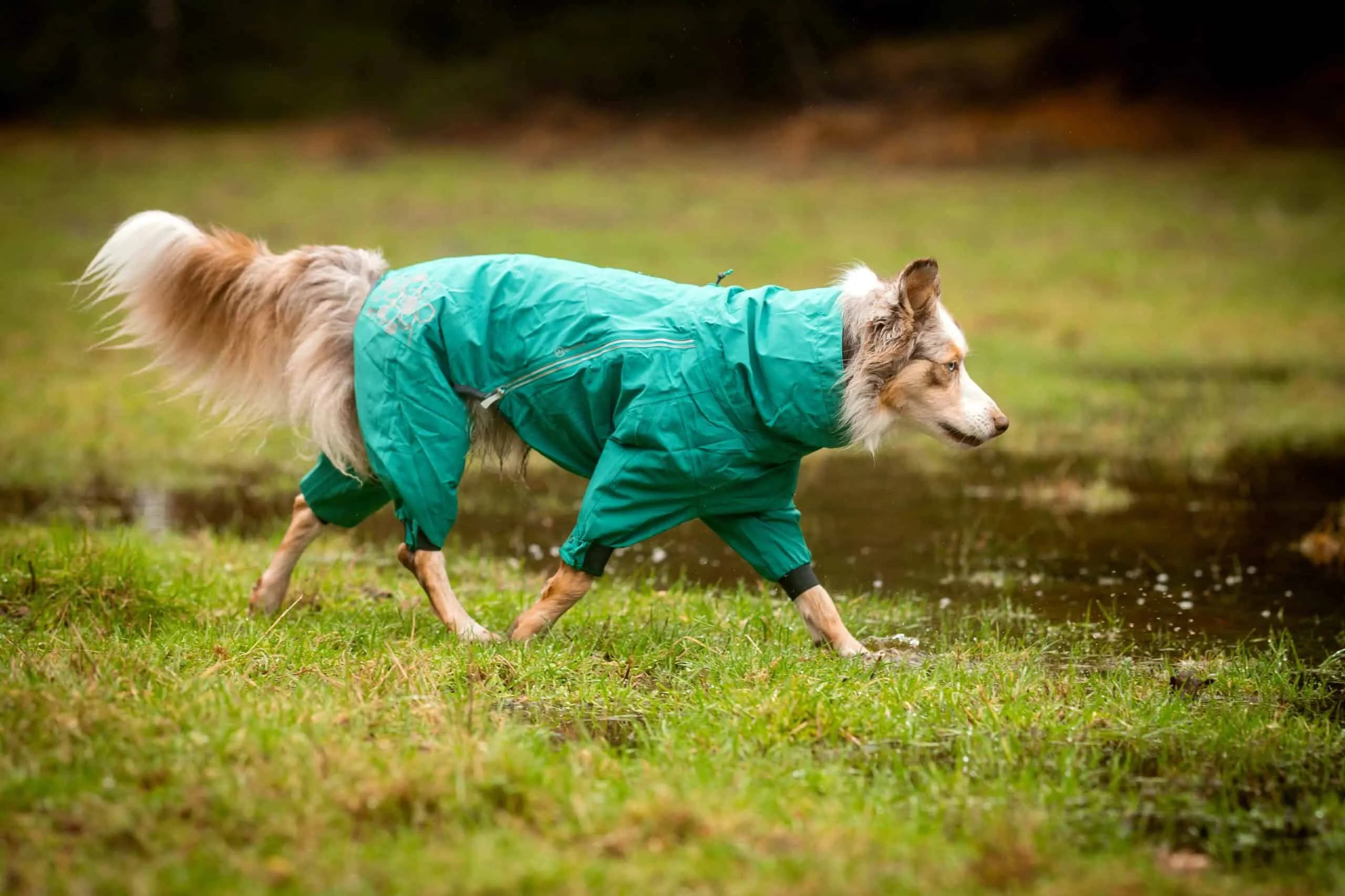 Ein mittelgroßer Hund in einem leuchtend orangen Hurtta Mudventure Overall Eco steht in einer grünen Landschaft und blickt nach vorne.