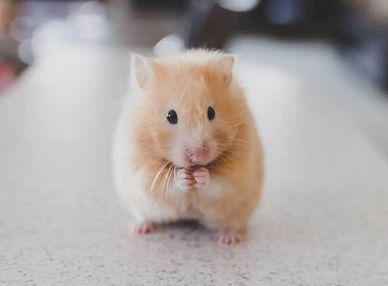 Ein niedlicher Goldhamster sitzt in artgerechter Einstreu, Symbol für gesunde Hamster Haltung Wohnung