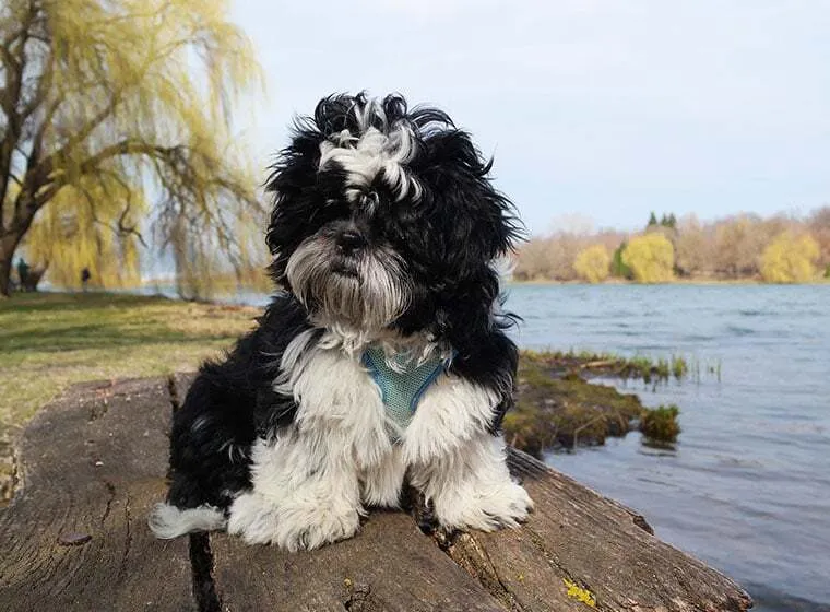 Ein niedlicher Shih Tzu Welpe