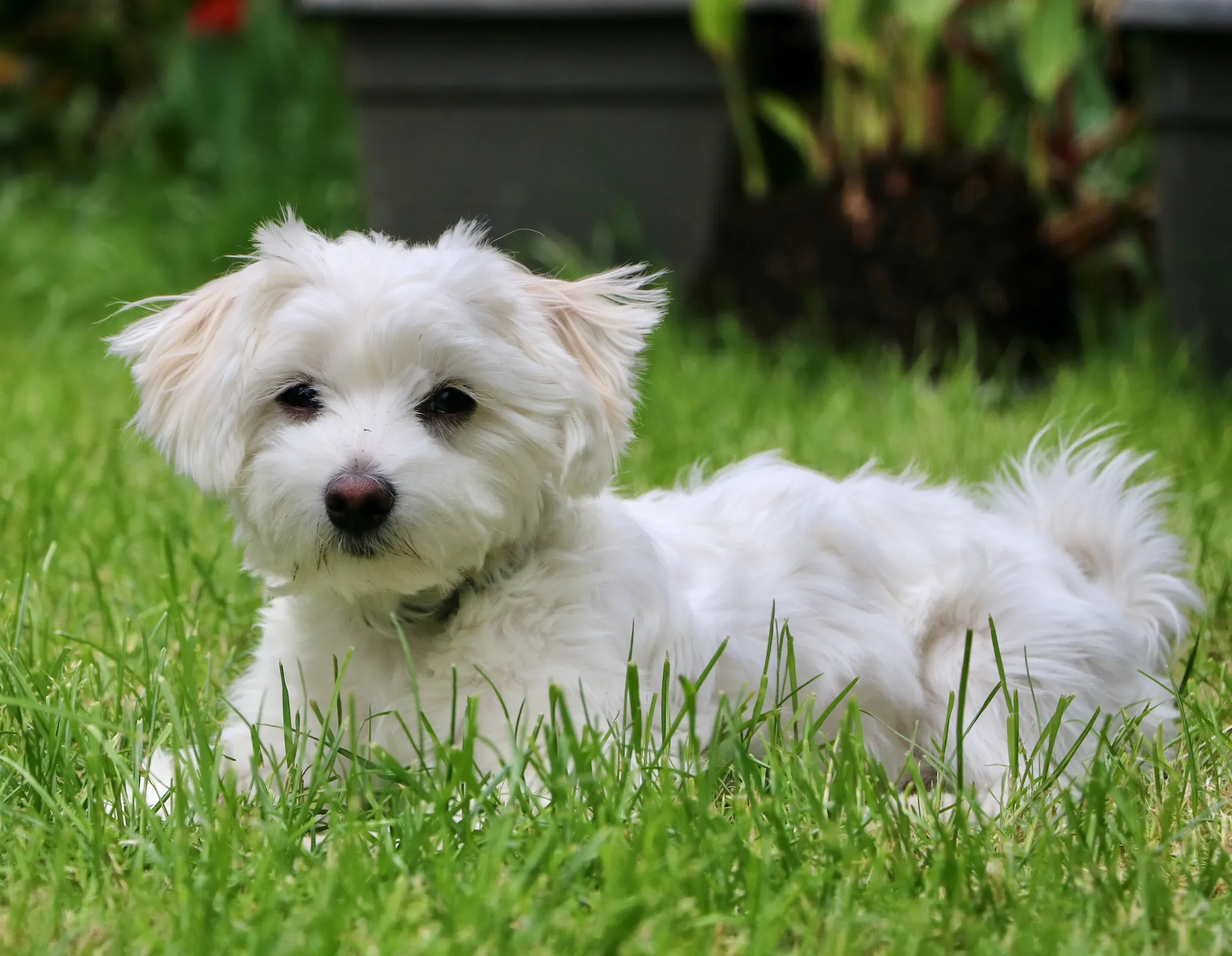 Ein reinweißer Malteser, ein kleiner süßer Mini-Hund mit seidenem Fell ohne Unterwolle, ideal für wenig Haarausfall.