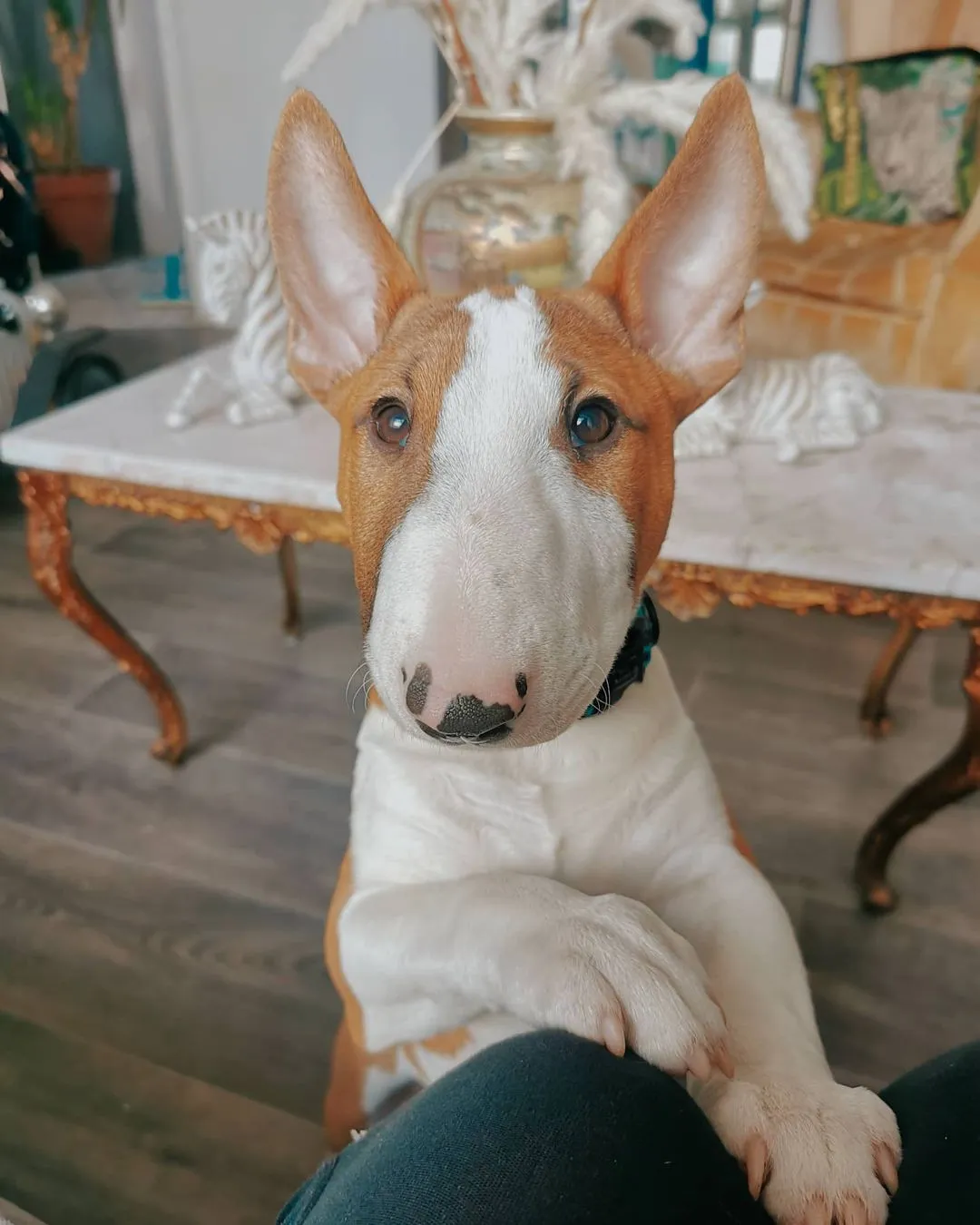 Ein roter und weißer Bullterrier Welpe sitzt neugierig auf einem Holzboden und schaut zur Seite