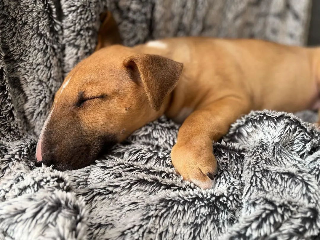 Ein schlafender roter Bullterrier Welpe kuschelt sich gemütlich in ein weiches Kissen