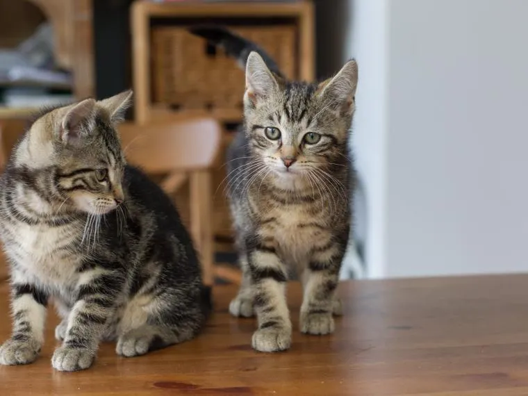 Ein schönes Hauskatzenkitten sitzt in einem Korb und blickt neugierig in die Kamera, umgeben von weicher Decke.