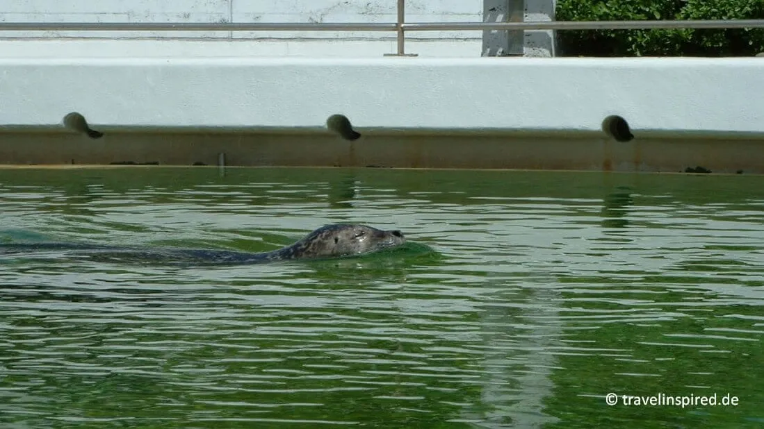 Ein Seehund schwimmt im Becken des Geomar Aquariums in Kiel, eine kostenlose Möglichkeit zur Tierbeobachtung bei Unternehmungen in der Stadt.