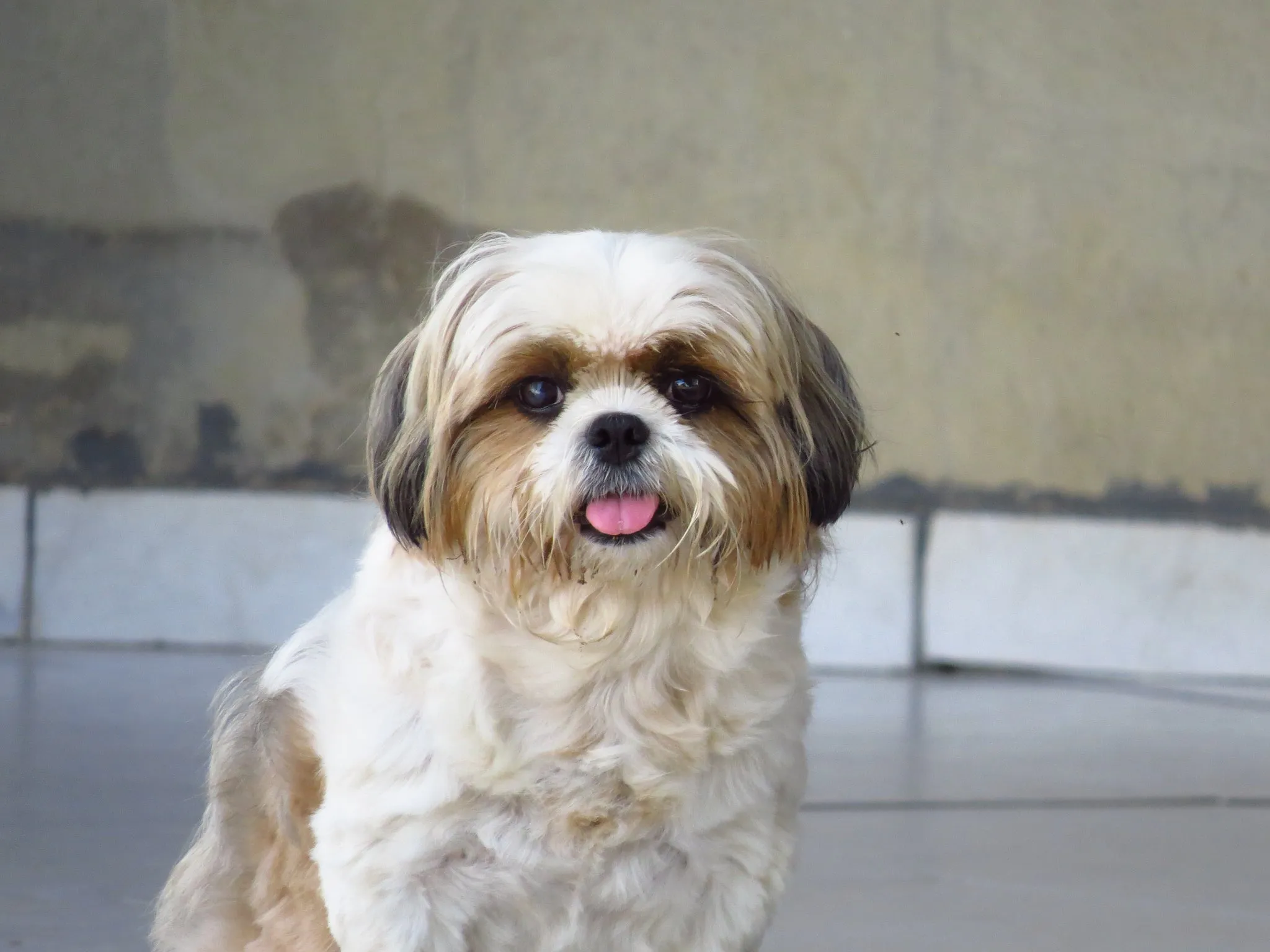 Ein Shih Tzu mit langem, majestätischem Fell, ein kleiner süßer "Löwenhund" mit minimalem Haarausfall, einst königlich in China.