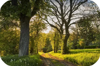 Ein sonniger Waldweg, umgeben von grünen Bäumen und Pflanzen