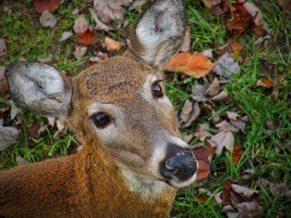 Ein Sportler bereitet sich auf einen Kampf im Ring vor