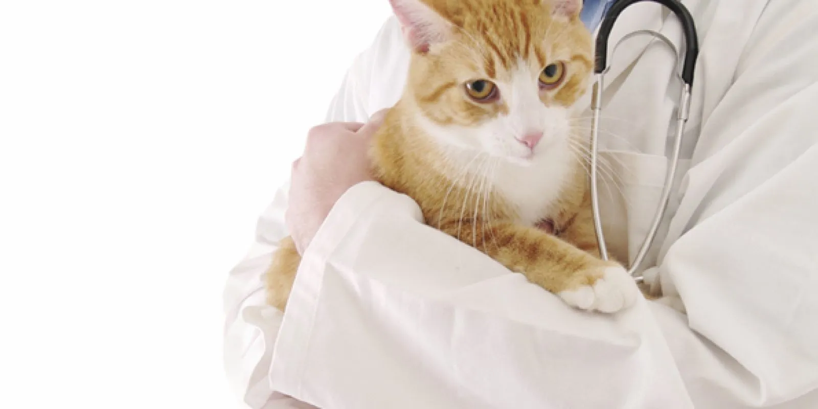 Ein Tierarzt untersucht eine Katze auf dem Behandlungstisch.