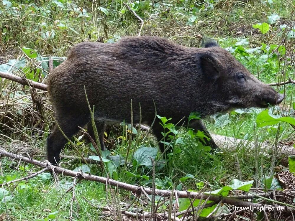 Ein Wildschwein im naturnahen Gehege des Wildparks Mölln, ein kostenloses Ausflugsziel für Tierbeobachtungen in Schleswig-Holstein.