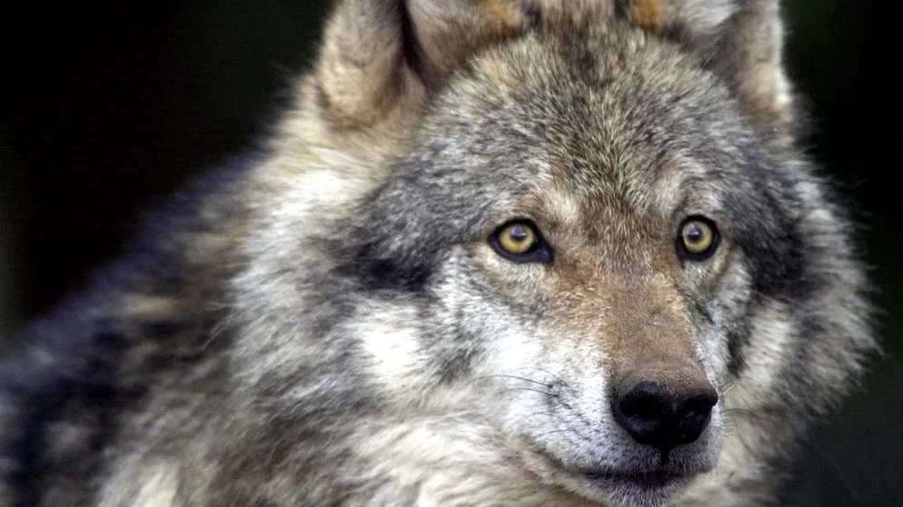 Ein Wolf blickt mit wachsamen Augen. Dieses Bild verdeutlicht die wilde Natur des Wolfes und warum er trotz genetischer Nähe zum Hund kein geeignetes Haustier ist.