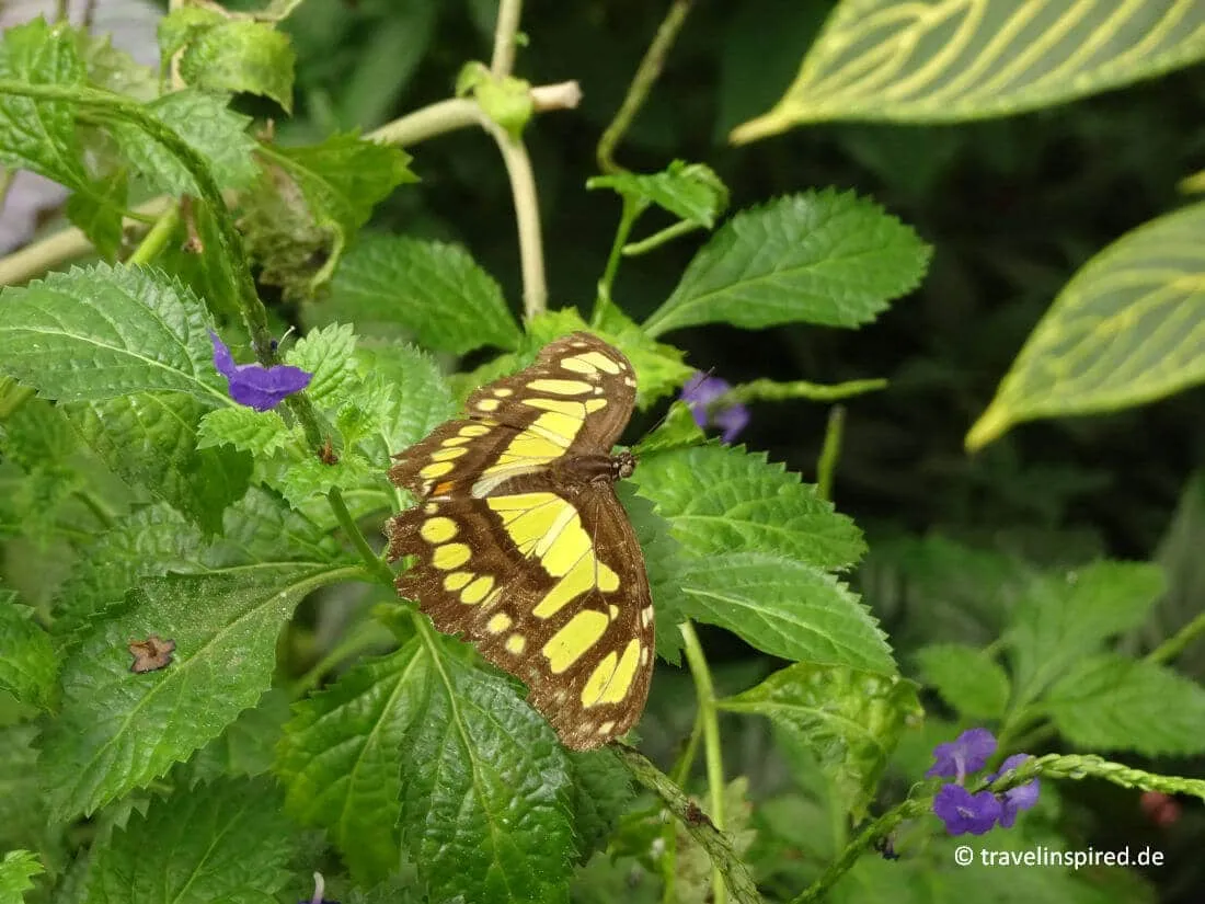 Ein wunderschöner bunter Schmetterling im Garten der Schmetterlinge Aumühle, ein exotisches Erlebnis für Familien-Unternehmungen.