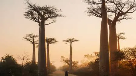 Eine Allee gesäumt von imposanten Baobab-Bäumen bei Sonnenuntergang in Morondava, Madagaskar.