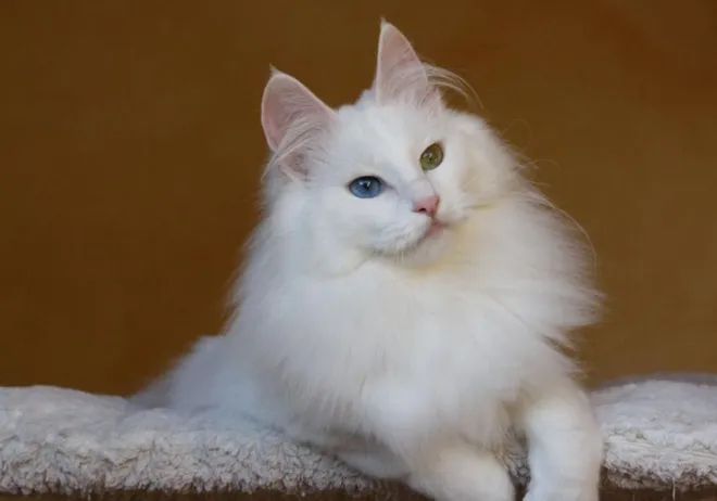 Eine anmutige Türkische Angora Katze mit ihrem fließenden, weißen Seidenfell und buschigen Schwanz, die elegant liegt und die majestätische Schönheit dieser Rasse zur Schau stellt.