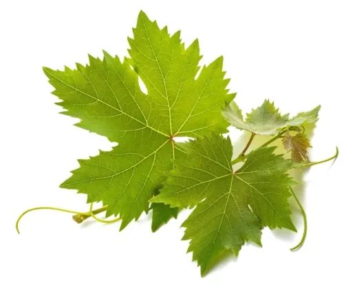 Eine Auswahl kreativer Gerichte mit Weinblättern, wie eingewickelter Fisch oder gegrilltes Hühnchen, zeigt die vielseitigen Anwendungsmöglichkeiten.