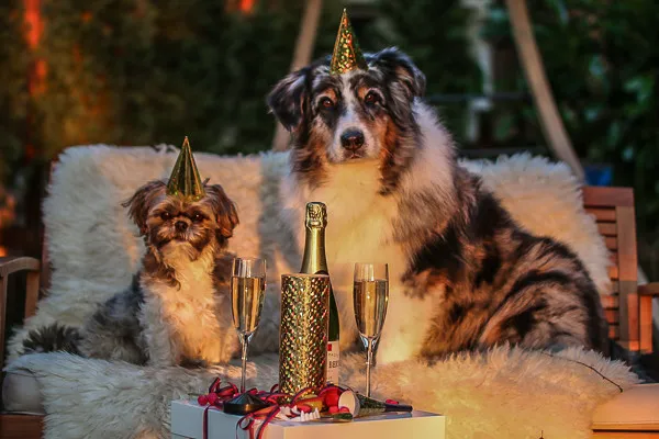 Eine Auswahl von Geschenken für Hundebesitzer, wie Tassen, Spielzeug und Accessoires, stilvoll arrangiert