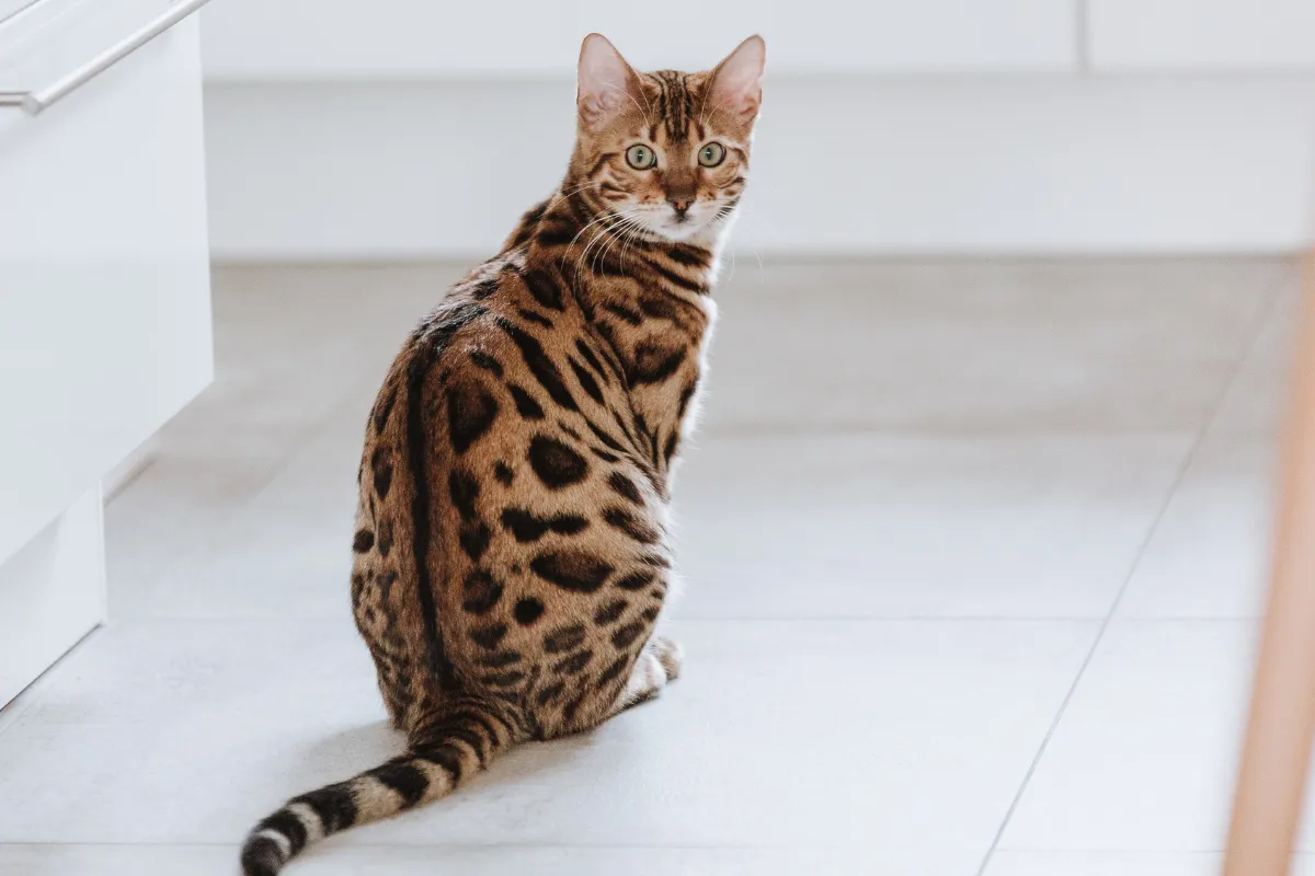 Eine Bengal Katze sitzt auf weißen Fliesen.
