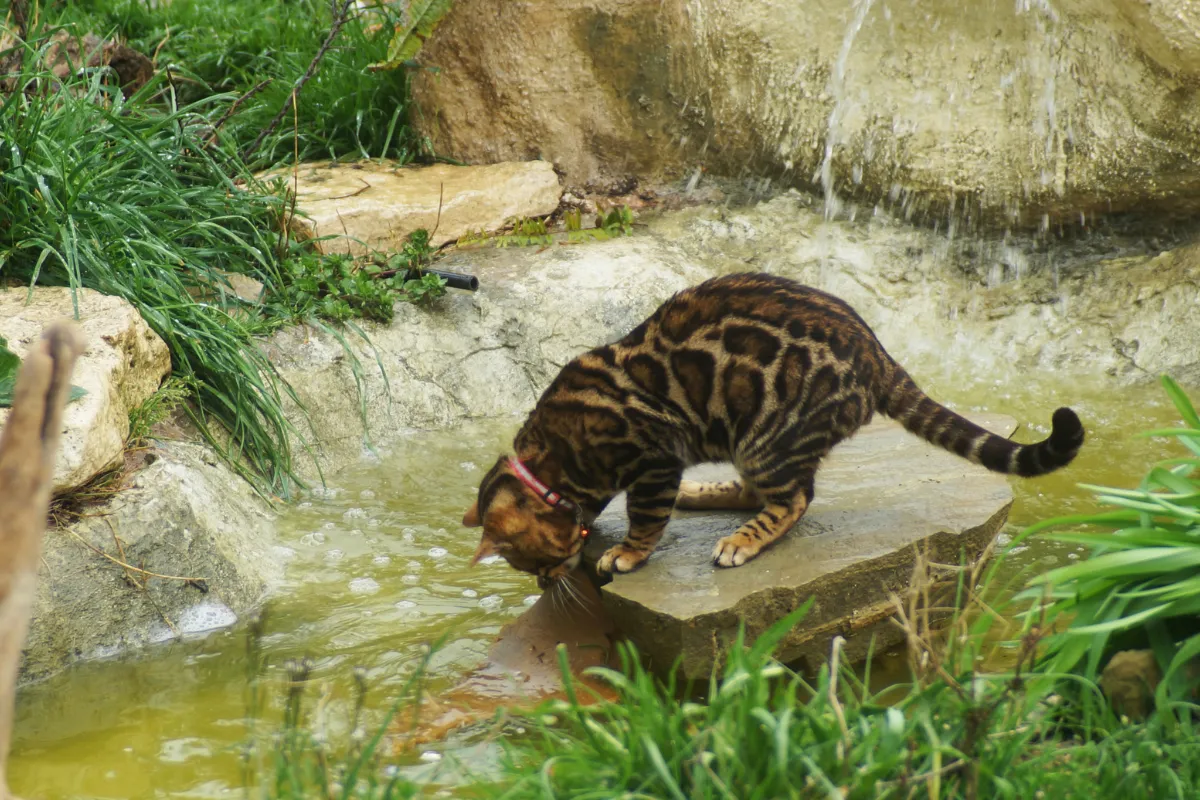 Eine Bengalkatze löscht ihren Durst an einem natürlichen Wasserlauf, demonstrierend ihre Vorliebe für Wasser