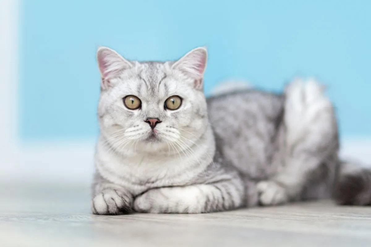 Eine Britisch Kurzhaar Katze im Farbschlag Silber-Tabby liegt entspannt auf dem Boden und blickt aufmerksam in die Kamera.