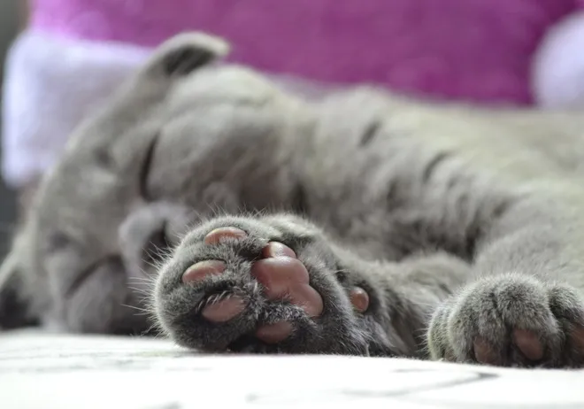 Eine Britisch Kurzhaar Katze schläft friedlich auf einem hellen Kissen, symbolisch für die Gemütlichkeit süßer Katzenrassen.