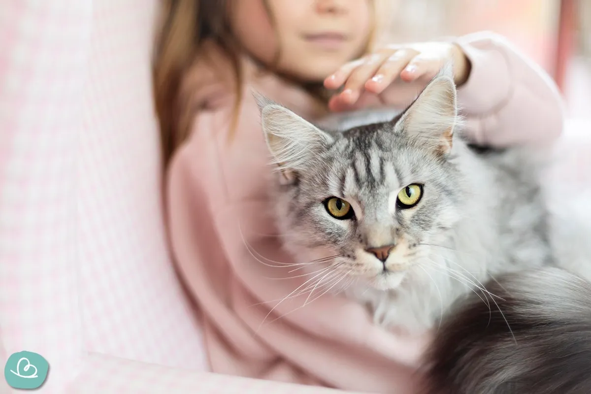 Eine elegante Katze blickt aufmerksam aus einem Fenster, symbolisch für ein ideales süßes Haustier zum Kuscheln in der Wohnung.