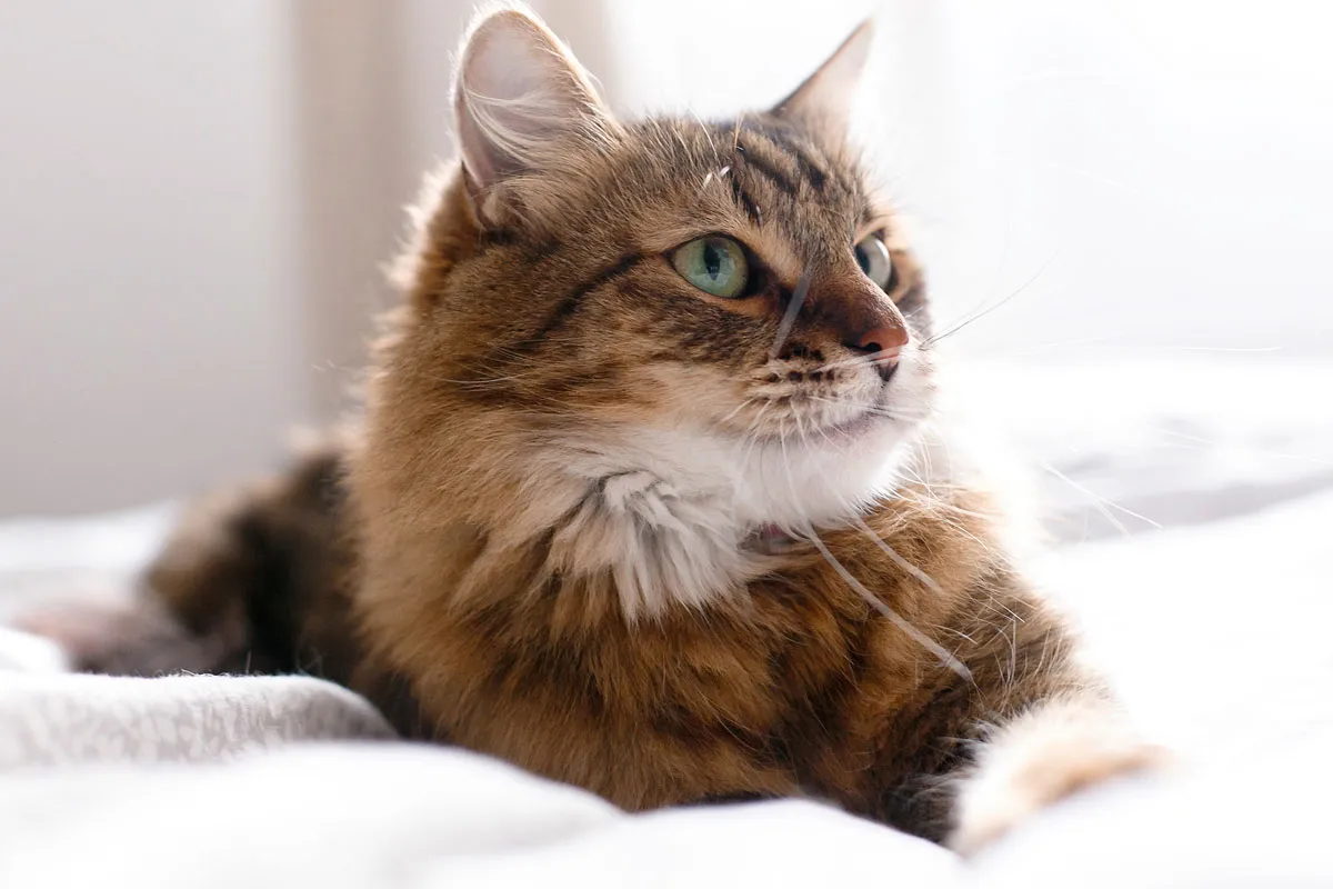 Eine elegante Katze, die als süßestes Haustier nach dem Goldenen Schnitt bewertet wurde