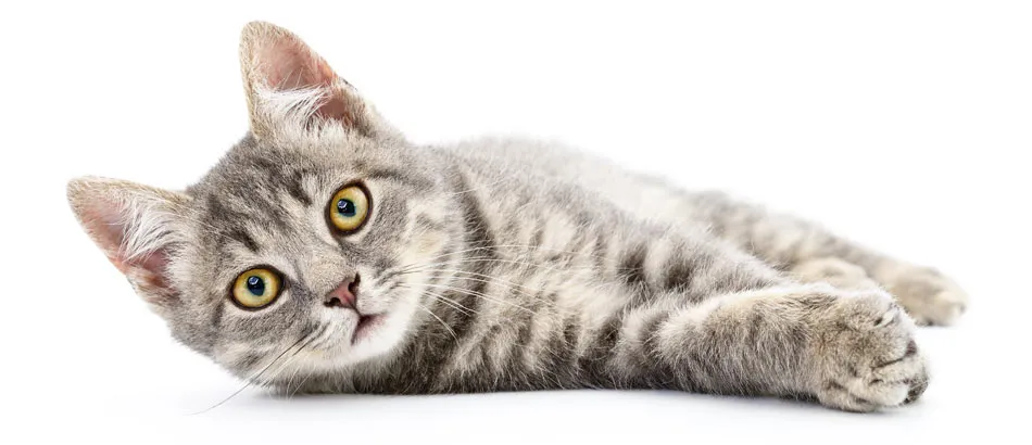 Eine entspannte, zahme Hauskatze genießt die Wärme auf ihrer Seite, blickt aufmerksam in die Kamera und lädt zum Schmusen ein.