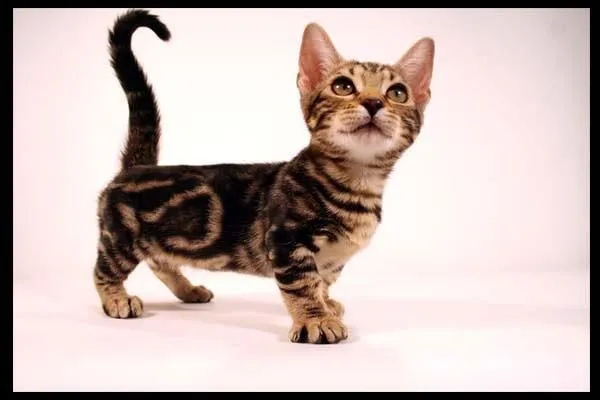 Eine Genetta-Katze mit kurzem, geflecktem Fell, ähnlich einer Bengalkatze, und ihren typisch kurzen Beinen.