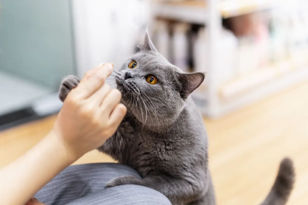 Eine graue Katze frisst liebevoll Trockenfutter aus der Hand eines Menschen.
