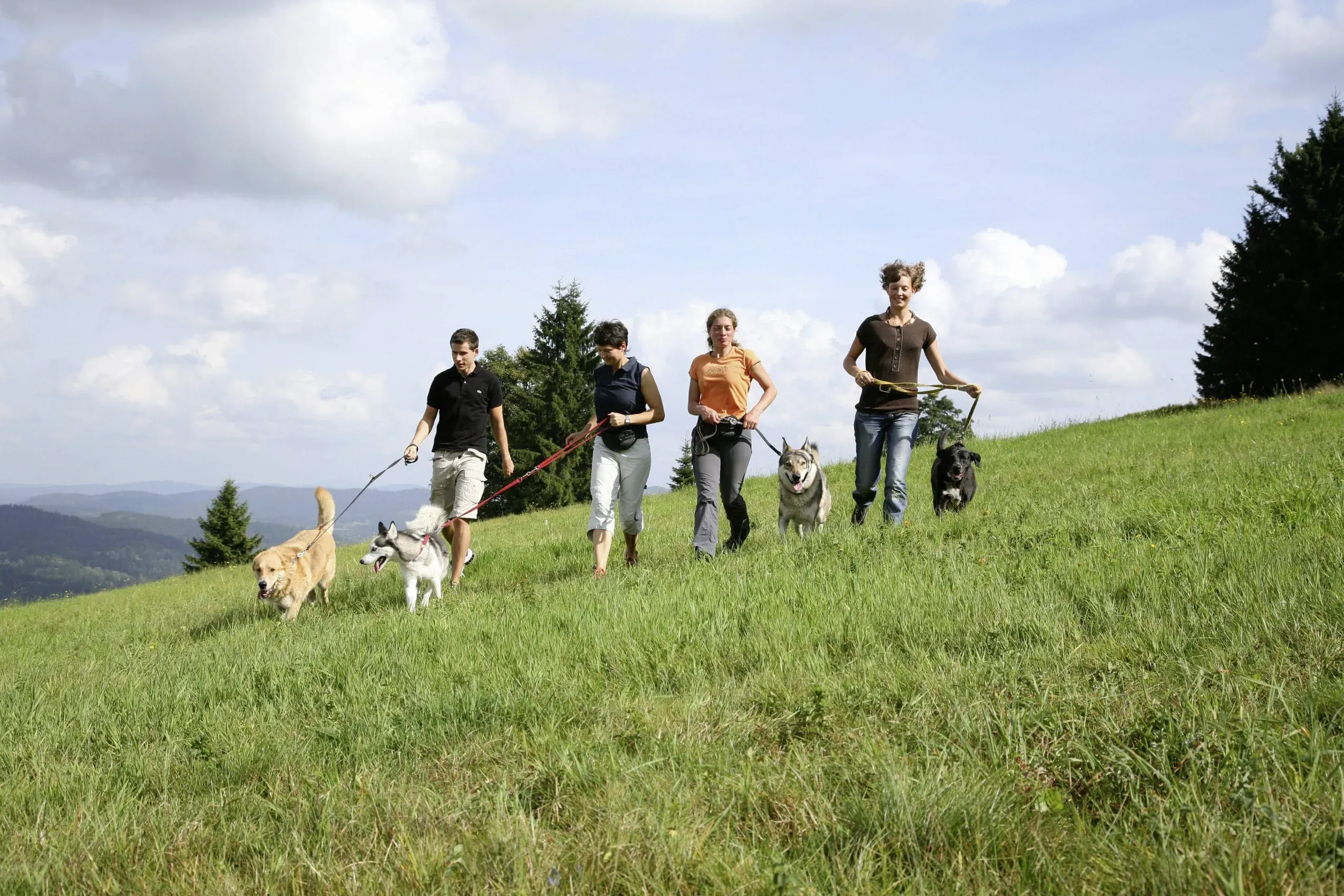 Eine Gruppe von Wanderern mit ihren Hunden auf einer gemeinsamen Tour in der malerischen Umgebung des Hunderesort Waldeck in Philippsreut.