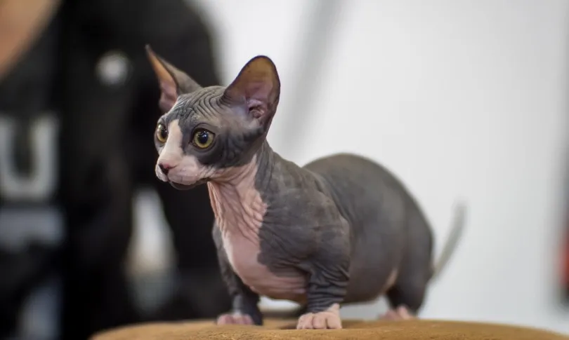 Eine haarlose Bambino-Katze, eine experimentelle Zwergkatzenrasse mit kurzen Beinen.