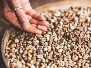 Eine Hand hält helle, ungeröstete Kaffeebohnen, die den Ausgangspunkt für verschiedene Röstgrade darstellen