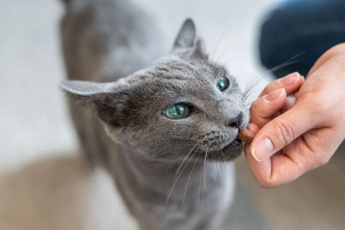 Eine junge, graue Katze mit strahlend blauen Augen sitzt auf einer Fensterbank und schaut neugierig nach draußen. Das Sonnenlicht betont ihr weiches Fell und die intensive Farbe ihrer Augen.